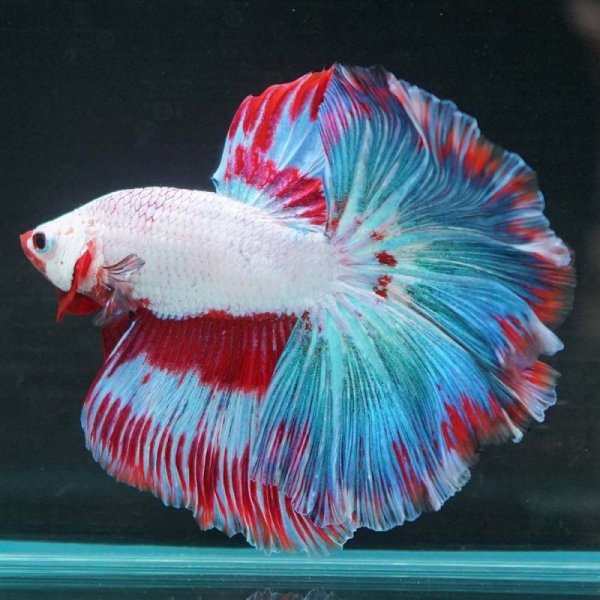 画像18: HM ホワイトファンシー上物 (18)