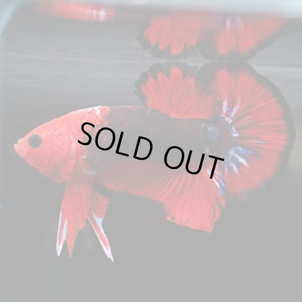 画像2: HM'PK レッドデビル (2)