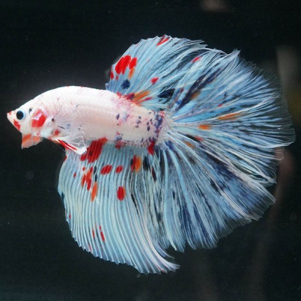 画像17: HM ホワイトファンシー上物 (17)