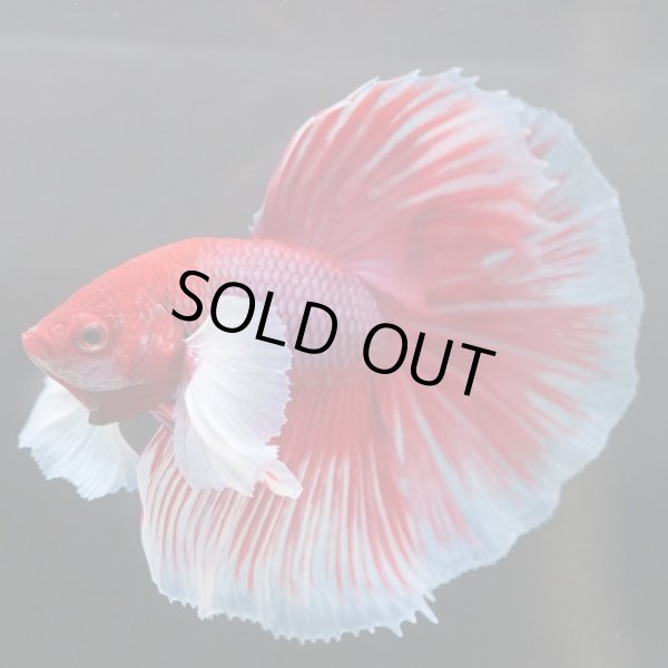 画像9: HM　ダンボ (9)