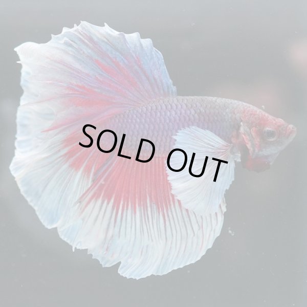 画像8: HM　ダンボ (8)