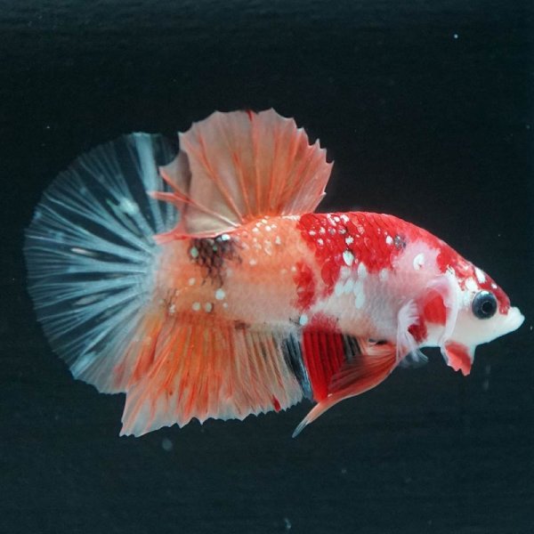 画像11: HMPK キャンディギャラクシー (11)