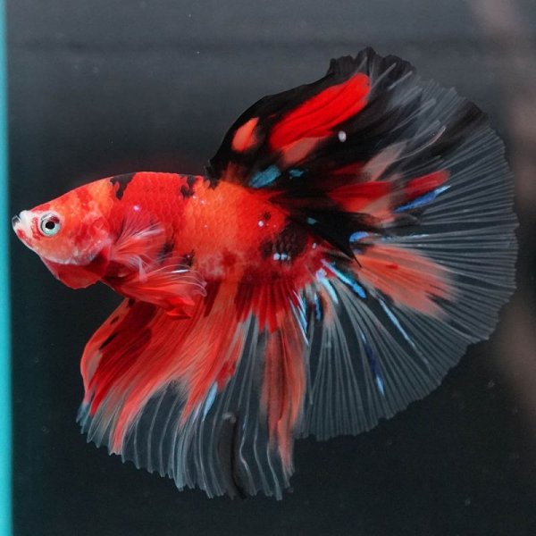 画像7: HM キャンディ/キャンディギャラクシー (7)