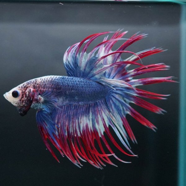 画像2: CT タイフラッグ (2)