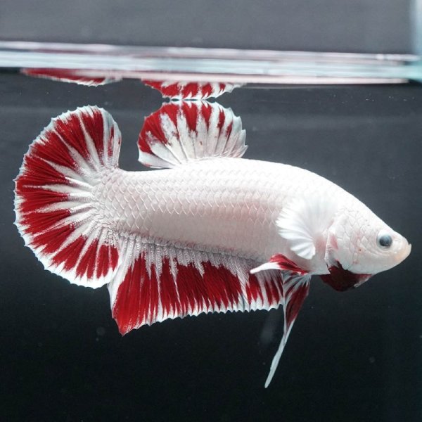 画像4: HMPK プラチナレッドドラゴン スノー 上物 (4)