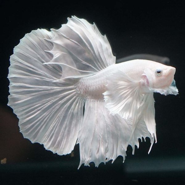 画像2: HM ホワイトダンボ (2)