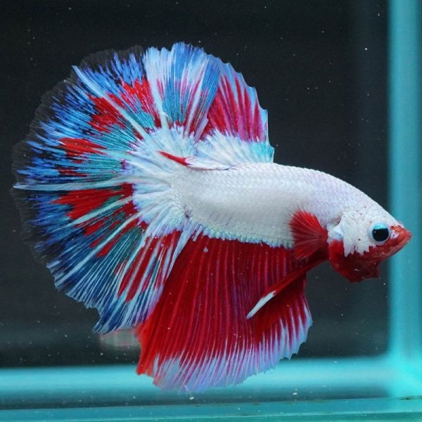 画像16: HM ホワイトファンシー上物 (16)