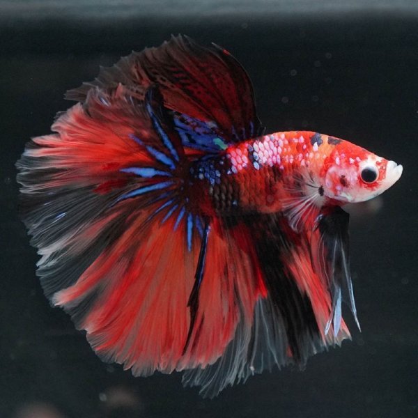 画像6: HM キャンディ/キャンディギャラクシー (6)