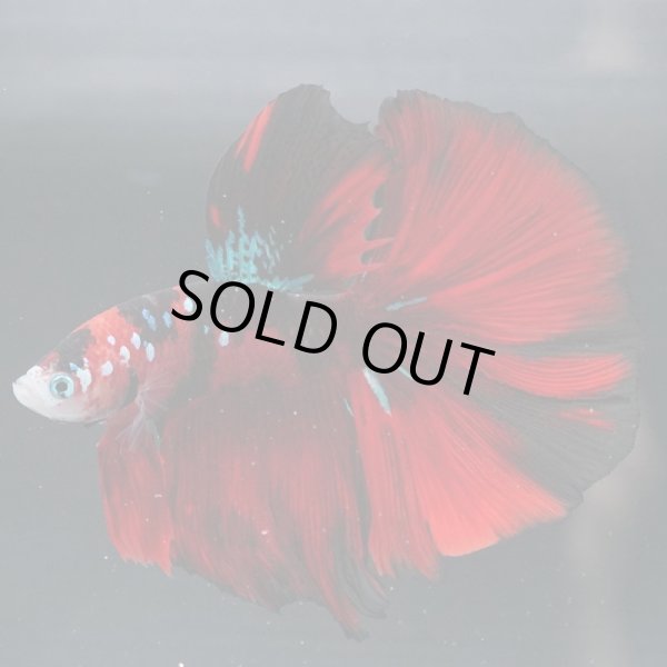 画像3: HM 鯉・鯉ギャラクシー (3)