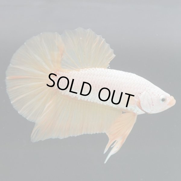 画像3: HMPK プラチナイエロードラゴン (3)