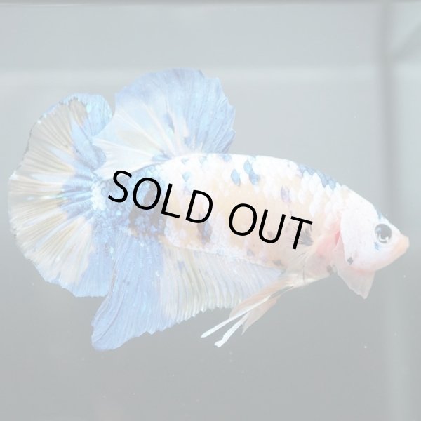 画像3: GHMPK イエロータイガー/イエロー鯉 (3)