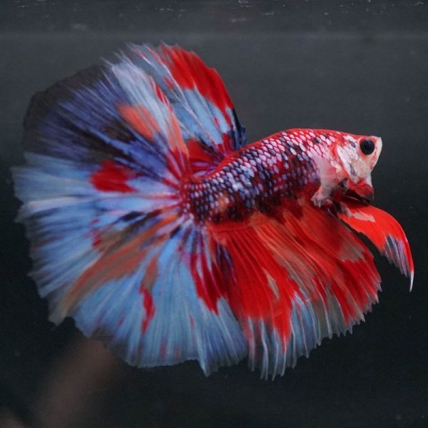 画像2: HM キャンディ/キャンディギャラクシー (2)