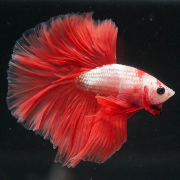 画像3: HM ローズテール (3)