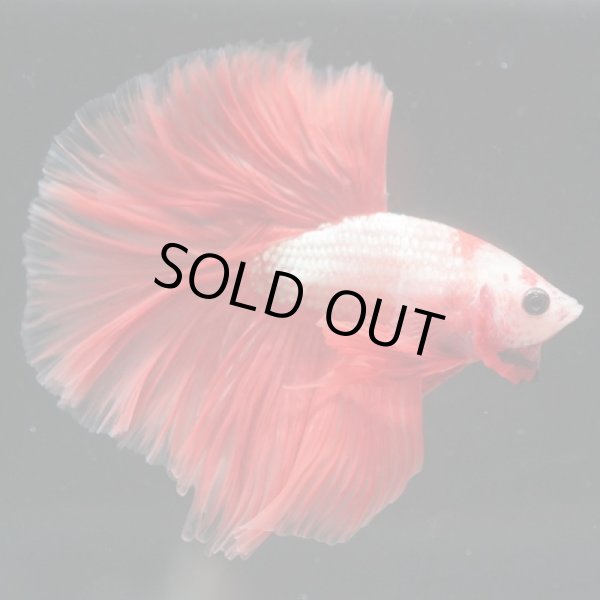 画像3: HM ドラゴンカッパー系 上物 (3)