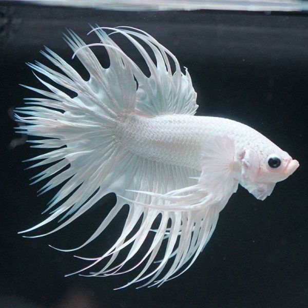 画像8: CT プラチナホワイト (8)