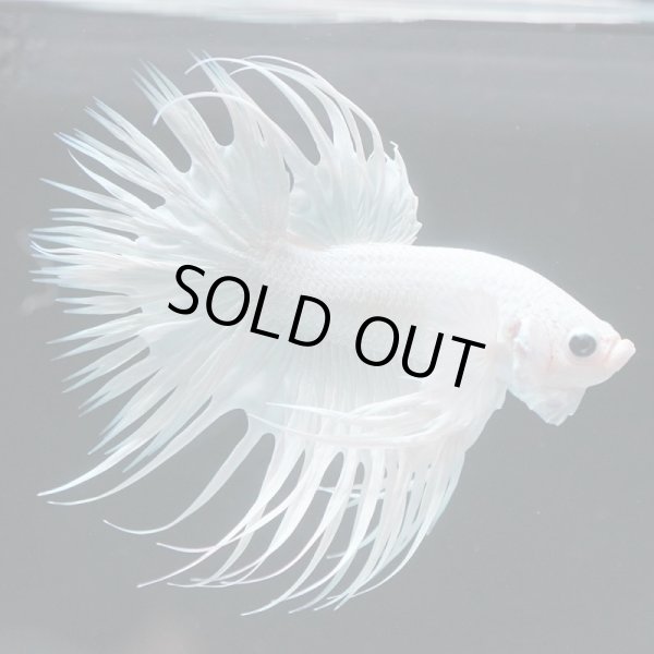 画像7: CT プラチナホワイト 上物 (7)