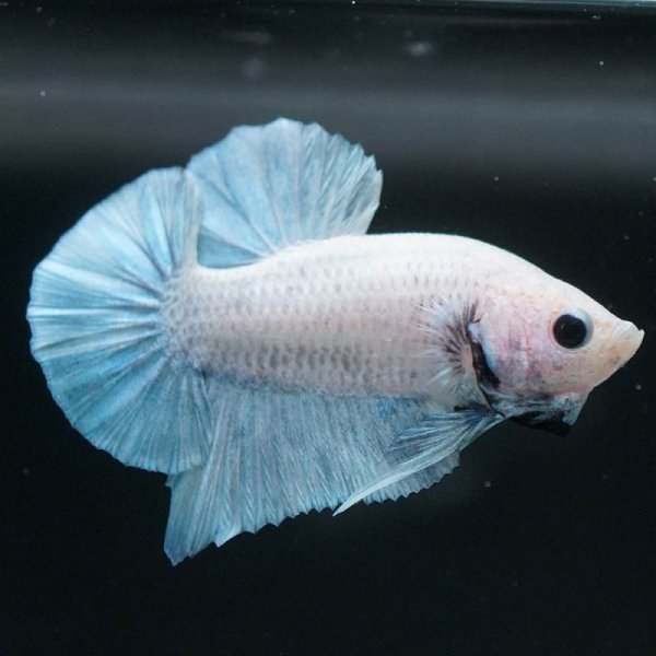 画像4: HMPK ファンシーマーブル系 (4)