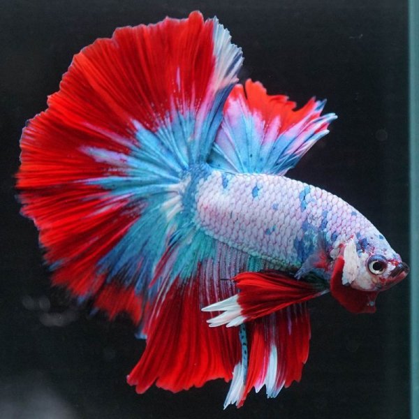 画像3: HM ホワイトファンシー上物 (3)