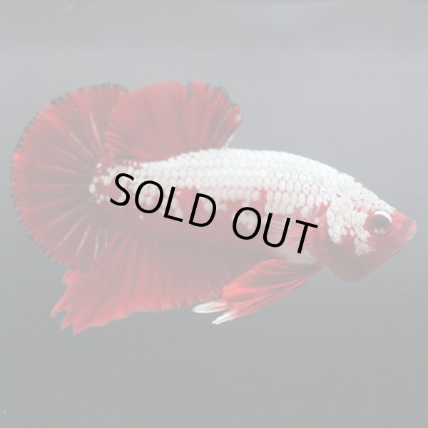 画像3: HMPK プラチナレッドサムライ (3)