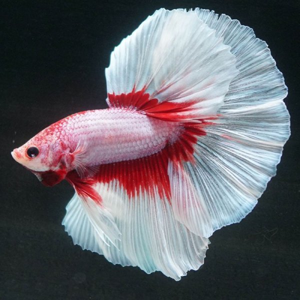 画像2: HM ラベンダー系 (2)