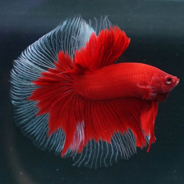 画像3: HM 赤系バタフライ (3)