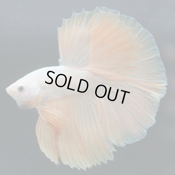 画像2: HM ドラゴンカッパー系 上物 (2)