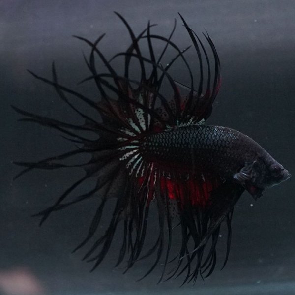 画像3: CT キングクラウン ブラックカッパー 上物 (3)