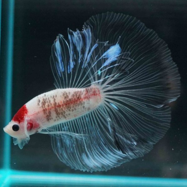 画像5: HM ファンシークリア (5)