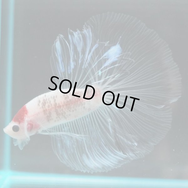 画像5: HM　ファンシークリア (5)