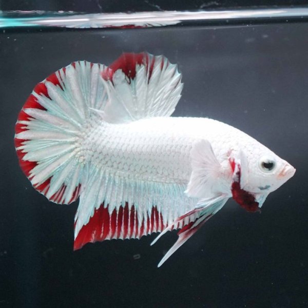 画像3: HMPK プラチナレッドドラゴン スノー 上物 (3)