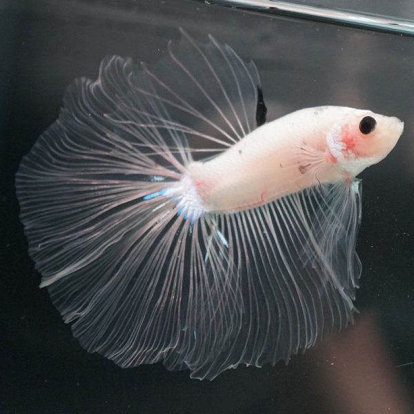 画像4: HM ファンシークリア (4)