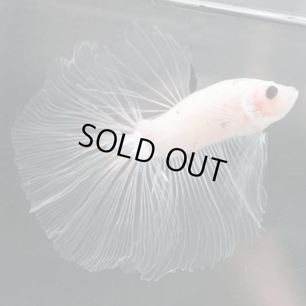 画像4: HM　ファンシークリア (4)