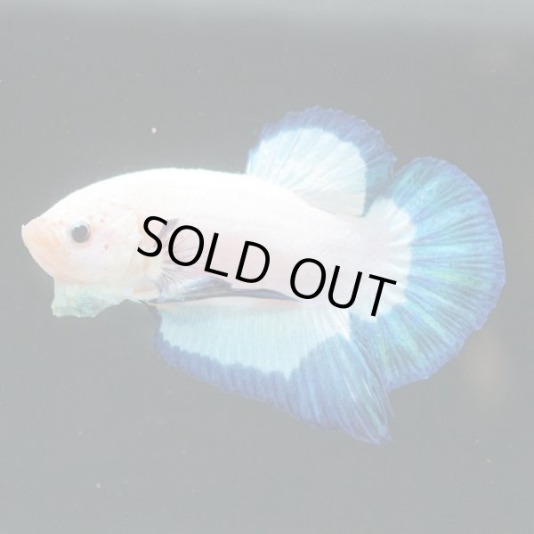 画像2: HMPK　ブルーリム (2)