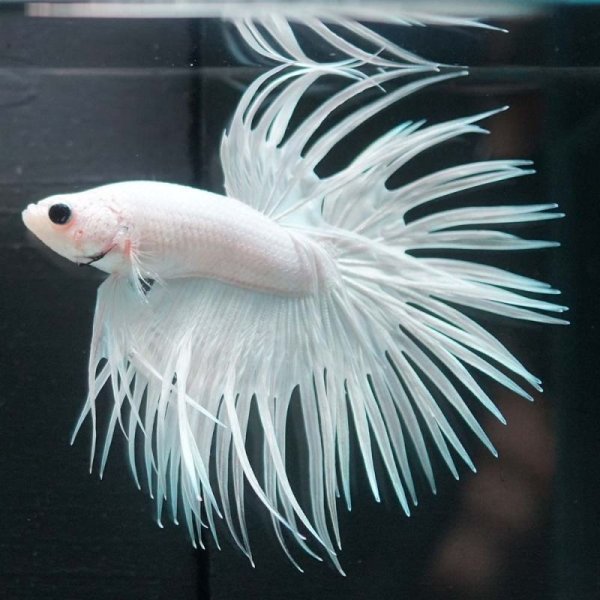 画像7: CT プラチナホワイト (7)