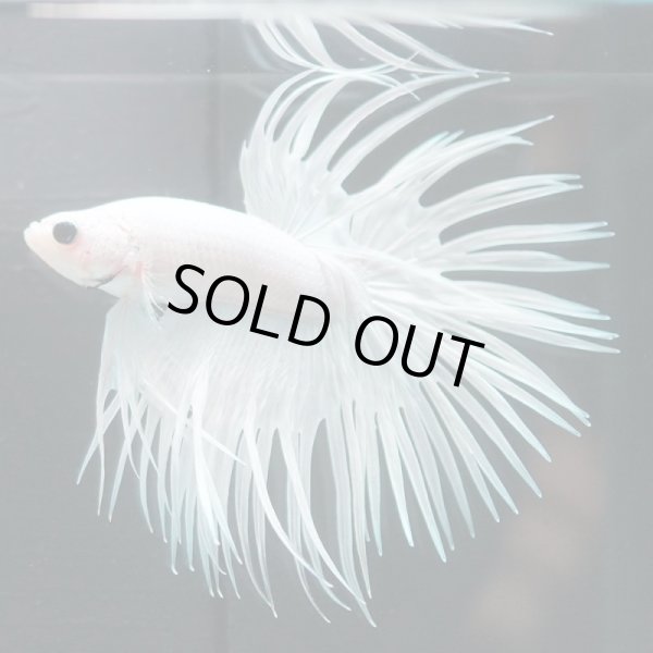 画像6: CT プラチナホワイト 上物 (6)