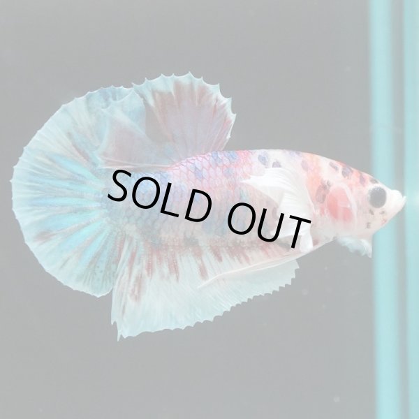 画像2: HMPK　ファンシーダンボ (2)