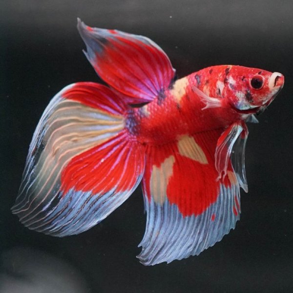 画像17: VT キャンディ 上物 (17)