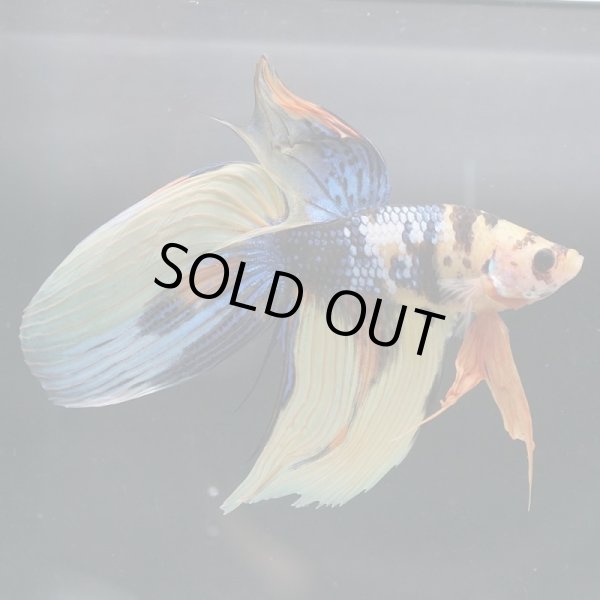 画像4: VT イエロータイガー 上物 (4)