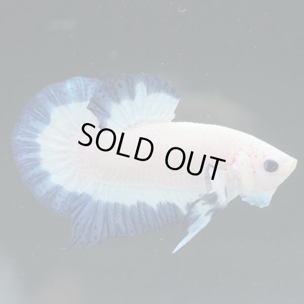 画像5: HMPK　ブルーリム (5)