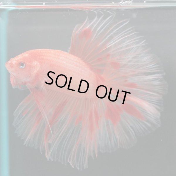 画像3: HM　アルマゲドン (3)