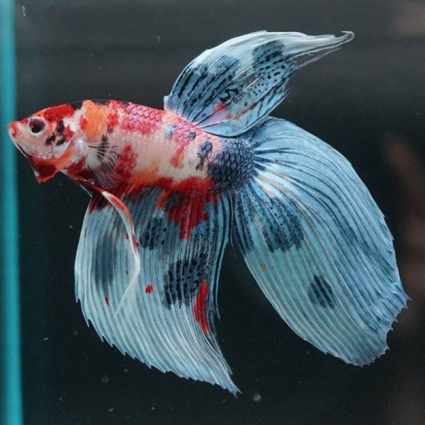 画像16: VT キャンディ 上物 (16)