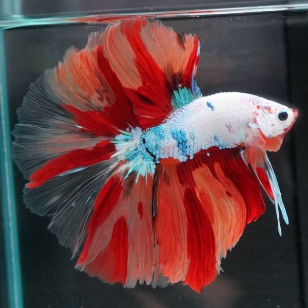 画像15: HM ホワイトファンシー上物 (15)