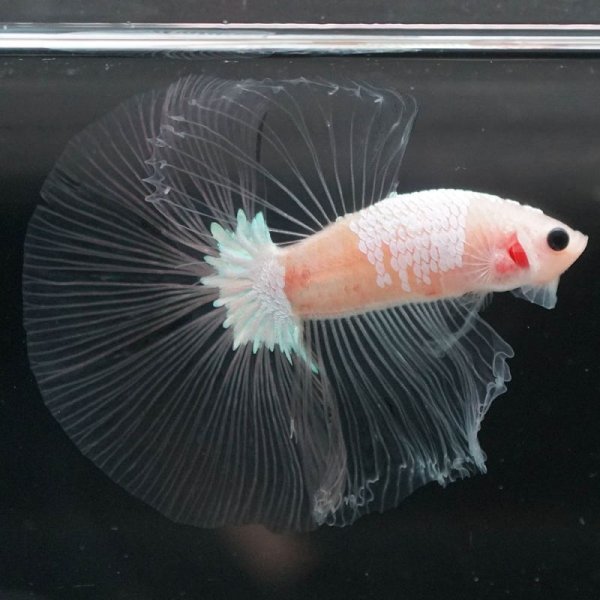 画像8: HM ファンシークリア (8)