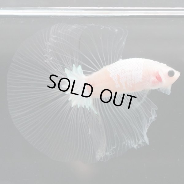 画像8: HM　ファンシークリア (8)