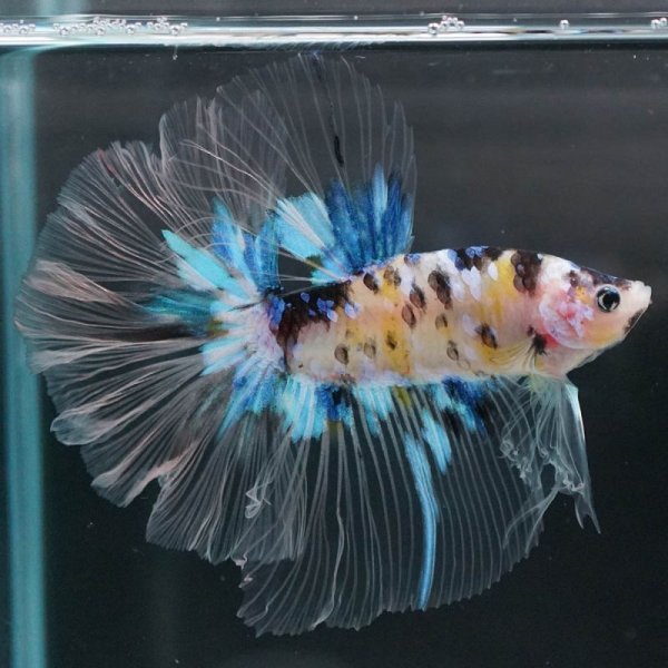 画像5: HM イエロータイガーギャラクシー (5)