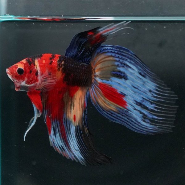 画像15: VT キャンディ 上物 (15)