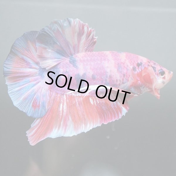 画像6: GHMPK キャンディ/キャンディギャラクシー (6)