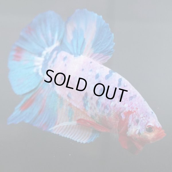 画像4: GHMPK キャンディレインボー (4)