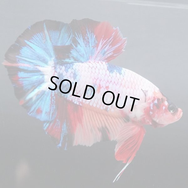 画像3: GHMPK キャンディレインボー (3)