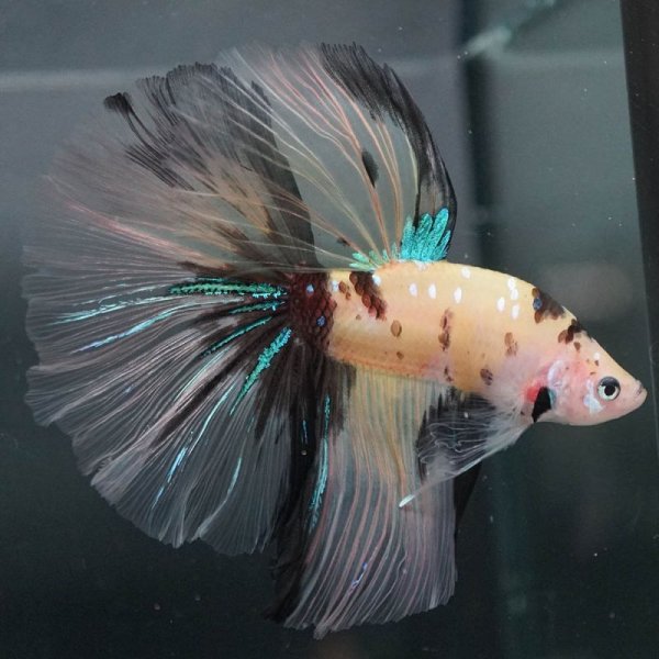 画像7: HM ファンシークリア (7)